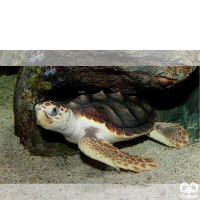 گونه لاکپشت سرخ Loggerhead Sea Turtle